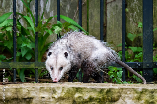 Possum in the back yard