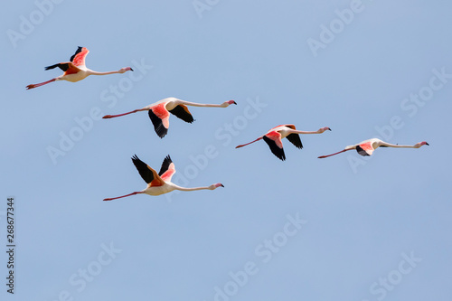 Fototapeta Flock of Greater flamingos, Phoenicopterus roseus, flying in Camargue, France