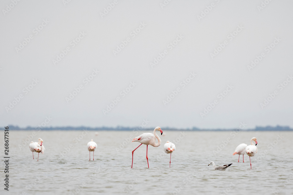Fototapeta premium Flock of Greater flamingos, Phoenicopterus roseus, in Camargue, France
