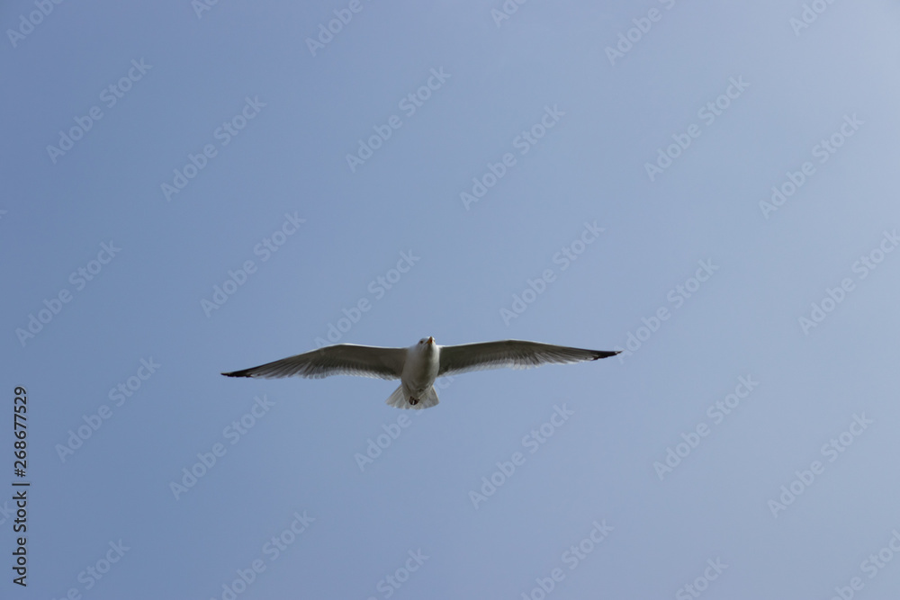 Bird flying. Seagull caught in flight close-up Bird flying. Seagull caught in flight close-up