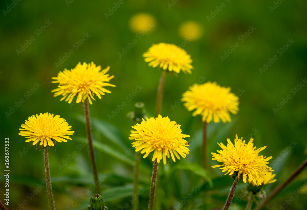 Flowering dandelions Flowering dandelions