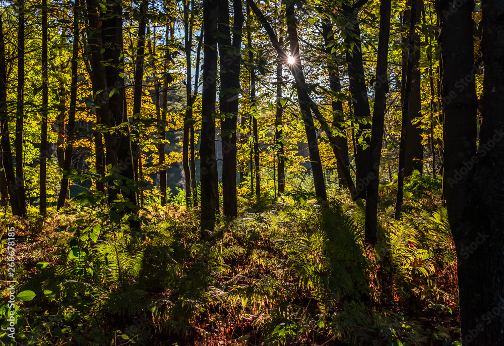 Morning Sunlight Through Trees