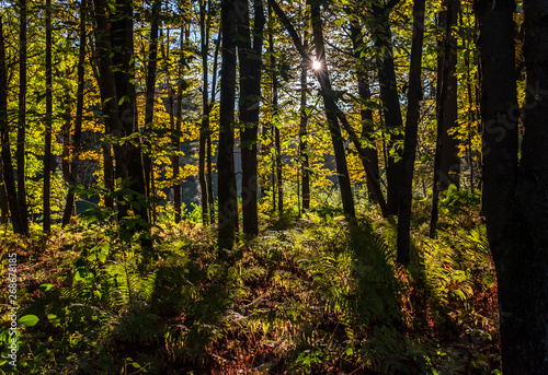 Morning Sunlight Through Trees © Cameron Hendrixson