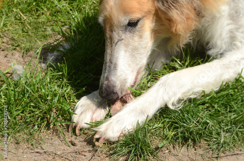 Old Borzoi lays in hthe sun and chews on a bone.