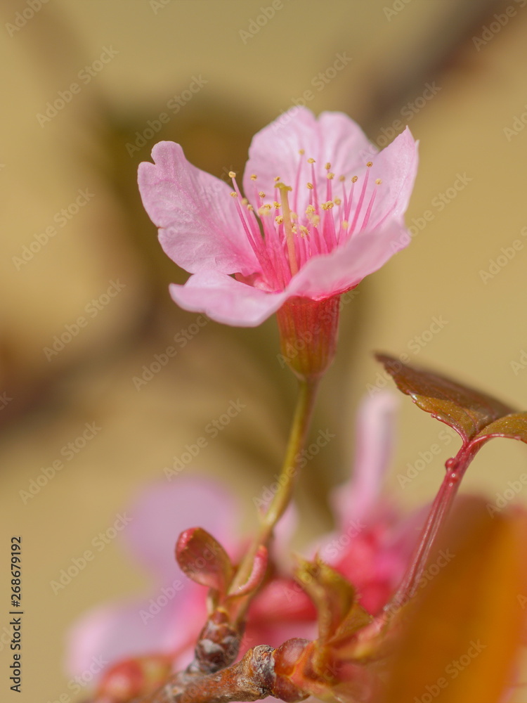 Fototapeta premium Soft focus pollen of Wild Himalayan flower on branches with nature blurred background, Khun Wang Royal Project, Doi Inthanon, Chiang Mai, northern of Thailand.