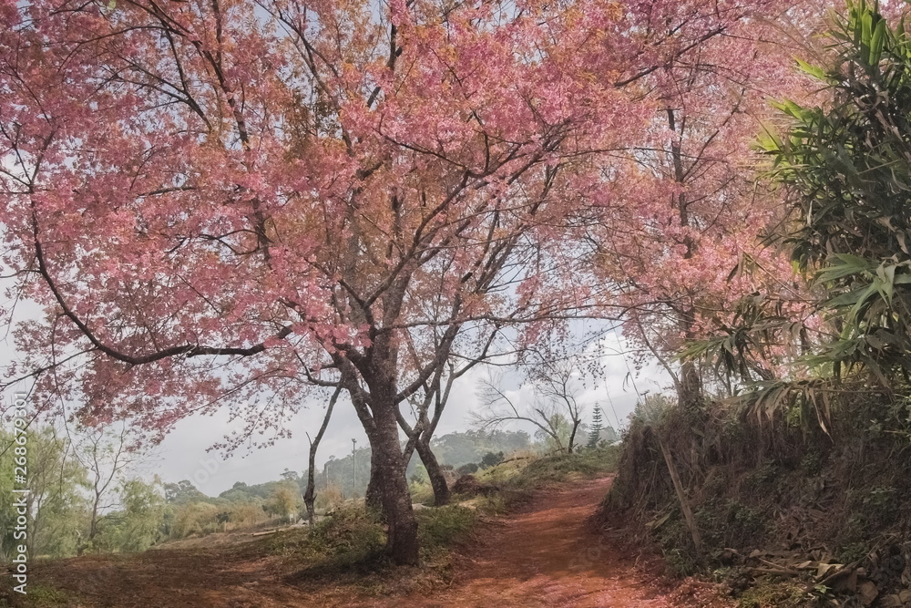 view on patch way of Wild Himalayan Cherry Blossom on tree at Khun Wang Royal Project, Doi Inthanon, Chiang Mai, northern of Thailand. view on patch way of Wild Himalayan Cherry Blossom on tree at Khun Wang Royal Project, Doi Inthanon, Chiang Mai, northern of Thailand.
