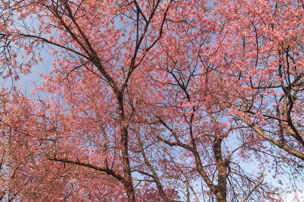 view of Wild Himalayan Cherry Blossom on tree with blue sky background, Khun Wang Royal Project, Doi Inthanon, Chiang Mai, northern of Thailand. view of Wild Himalayan Cherry Blossom on tree with blue sky background, Khun Wang Royal Project, Doi Inthanon, Chiang Mai, northern of Thailand.