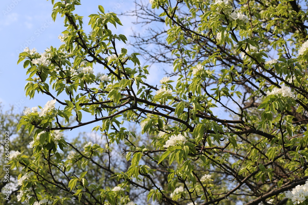 Fototapeta premium blooming pear tree in spring