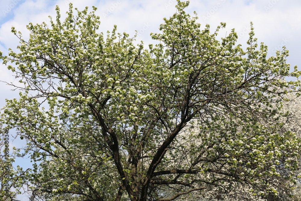blooming pear tree in spring