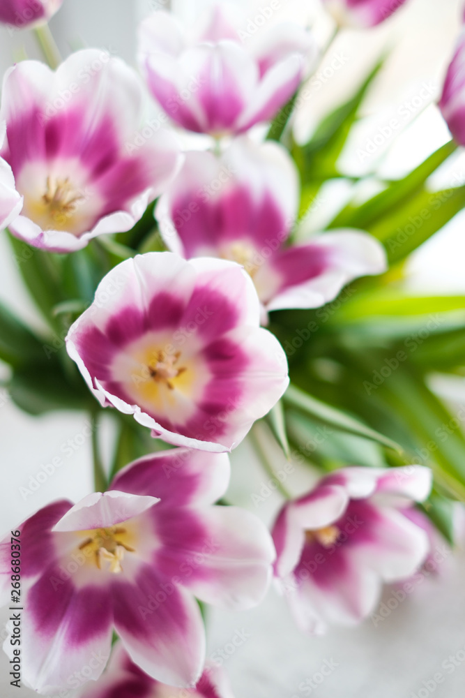 White purple tulips on the window White purple tulips on the window