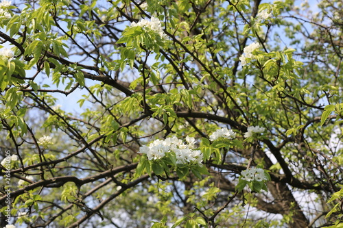 pear tree in spring