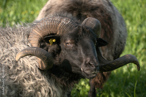 German Grey Heath (Graue Gehörnte Heidschnucke), sheep breed shot in Arbon, Switzerland © elliottcb