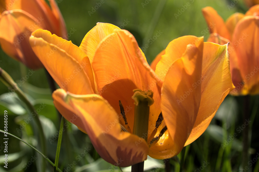 Ταπετσαρία Golden tulip flower in herbaceous border, Arbon in Switzerland