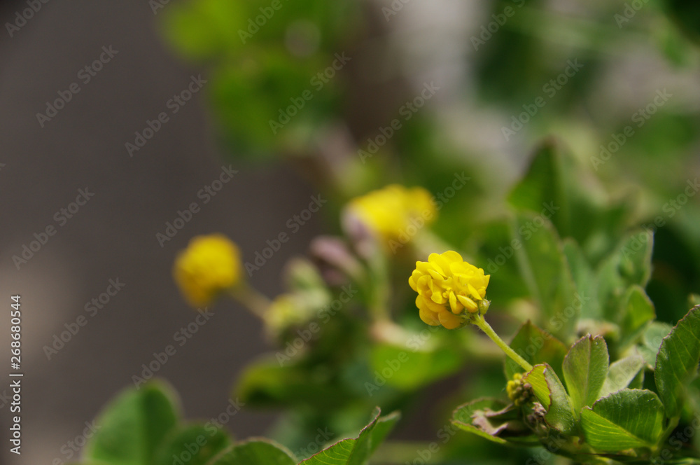 Medicago lupulina, commonly known as black medick, nonesuch, or hop clover, seen here in Switzerland Medicago lupulina, commonly known as black medick, nonesuch, or hop clover, seen here in Switzerland