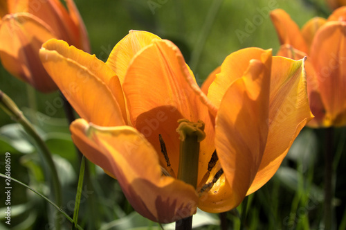 Photography Golden tulip flower in herbaceous border, Arbon in Switzerland