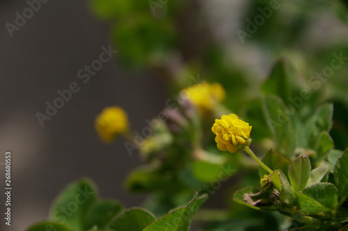 Medicago lupulina, commonly known as black medick, nonesuch, or hop clover, seen here in Switzerland