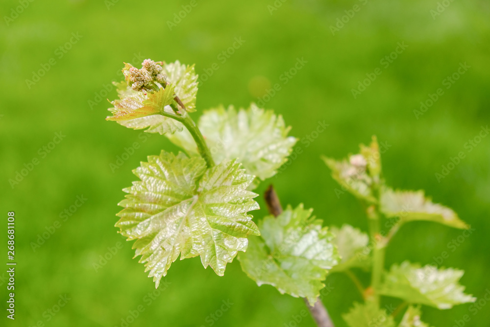 A young green fresh vine grows in spring in a vineyard. A young green fresh vine grows in spring in a vineyard.