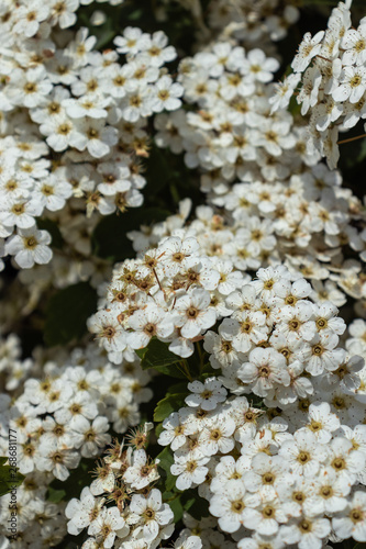 white flowers of apple tree