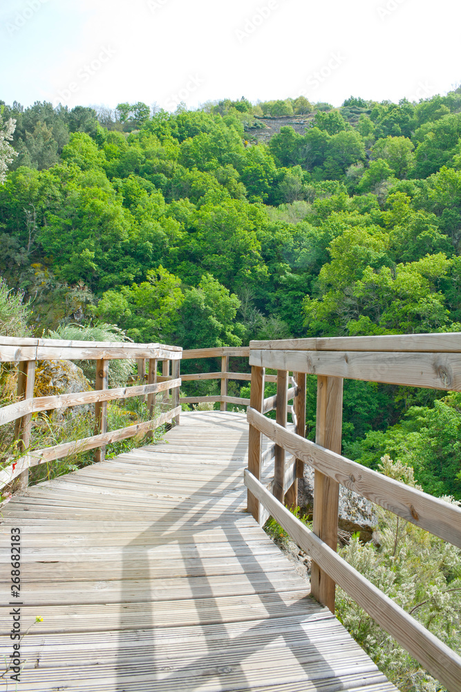 Wooden walkway walking through a forest on a sunny day.