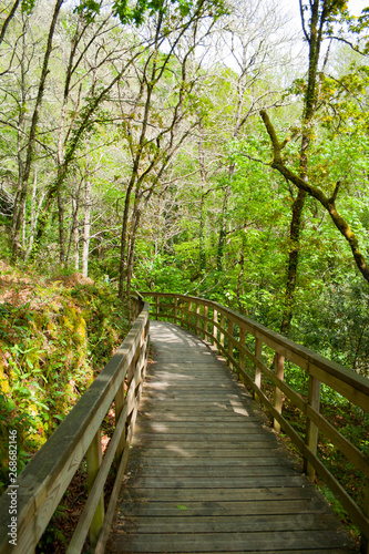 Wooden walkway walking through a forest on a sunny day.