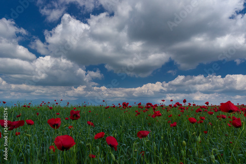 Spring flowering poppies on the field