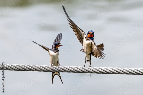 Zwei Rauchschwalben (Hirundo rustica) photo