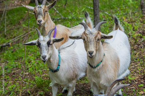 3 goats looking at me