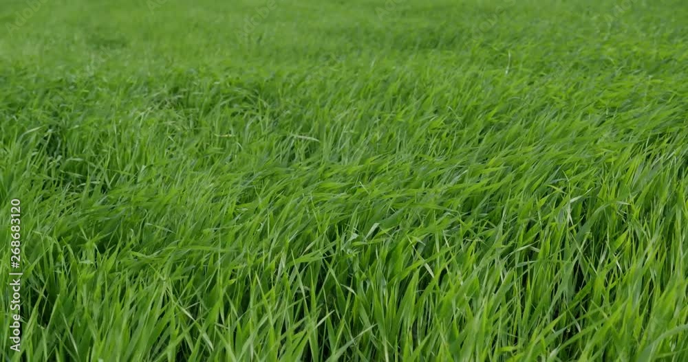 Wheat field - landscape. Summer green meadow