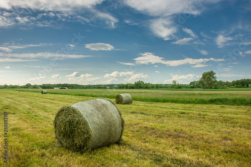 Bales of mowed hay in the field and clouds in the sky