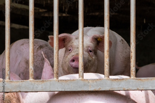 Massentierhaltung-Schlachtschweine in überfüllten, verdreckten Boxen warten auf den Schlachter