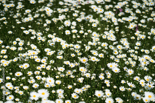 Margerites field photo