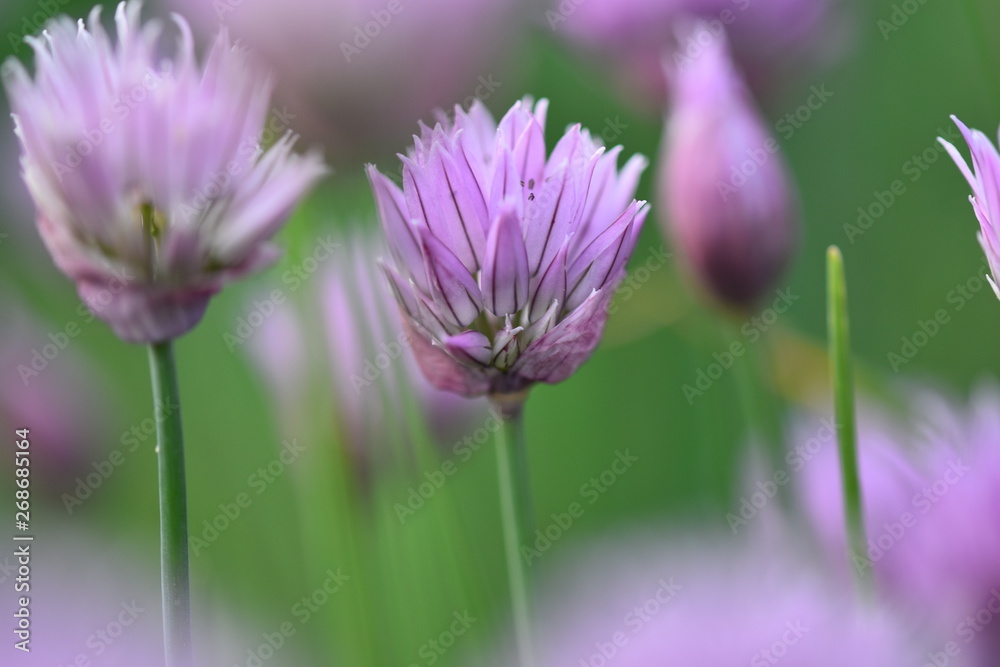 pink flower with water drops of dew on green grass pink flower with water drops of dew on green grass