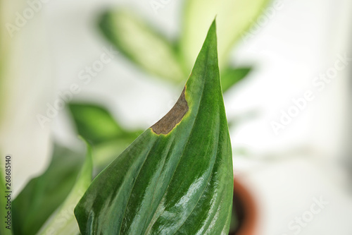 Home plant with leaf blight disease on  blurred background, closeup photo