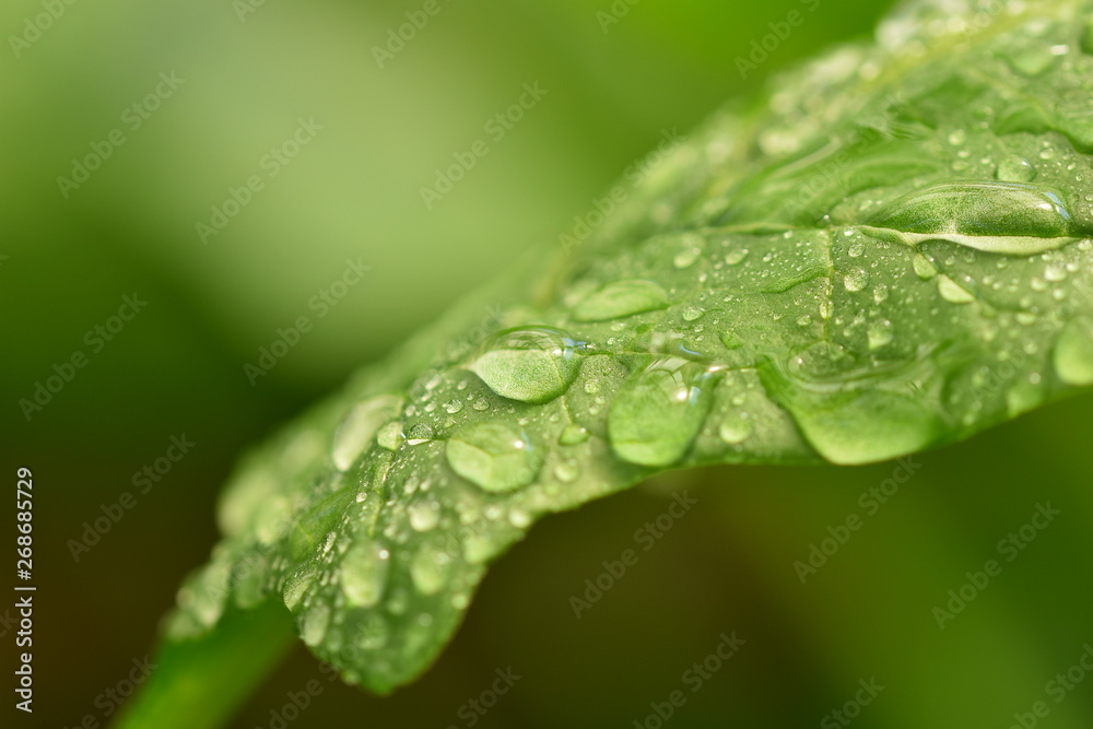 drops on green leaf - obrazy, fototapety, plakaty 