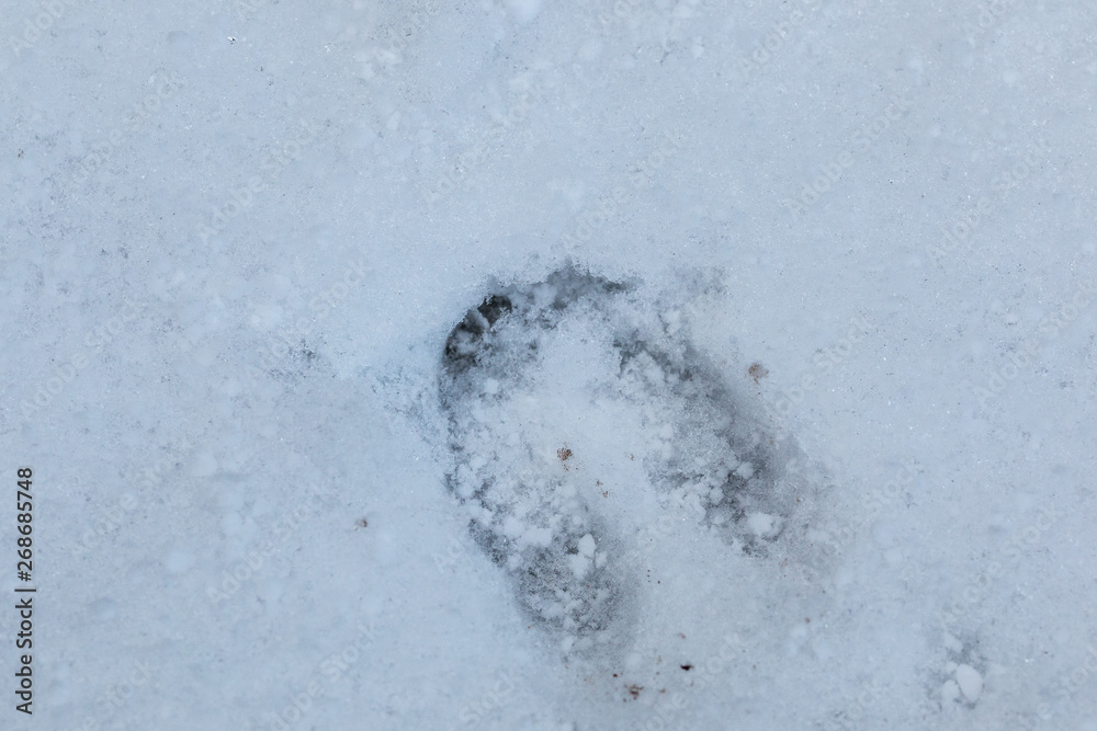 Foot print of a deer on the white snow