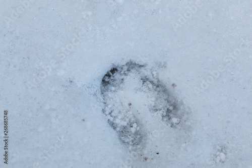 Foot print of a deer on the white snow © Hacki Hackisan
