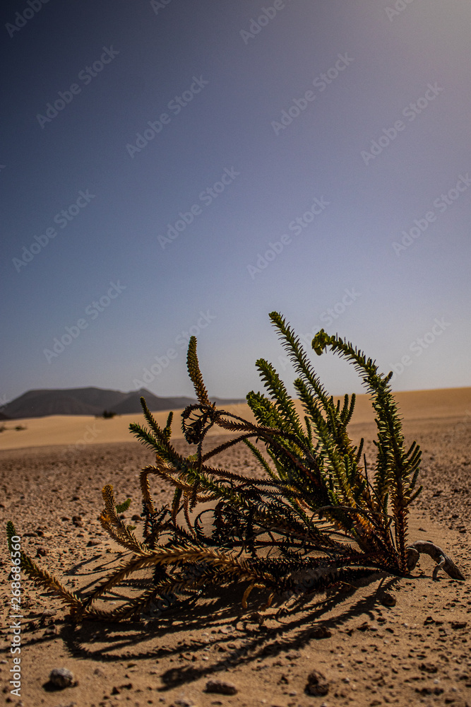 dead tree in the desert