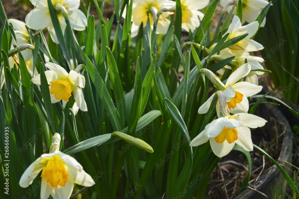 White yellow Daffodils flower bloom in the garden. Spring season. Close-up White yellow Daffodils flower bloom in the garden. Spring season. Close-up
