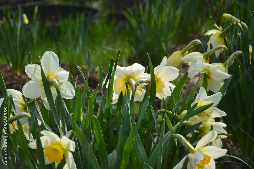 White yellow Daffodils flower bloom in the garden. Spring background. White yellow Daffodils flower bloom in the garden. Spring background.
