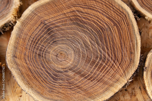 tree cut into round pieces