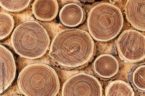 tree cut into round pieces