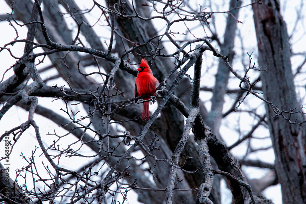 Red Cardinal