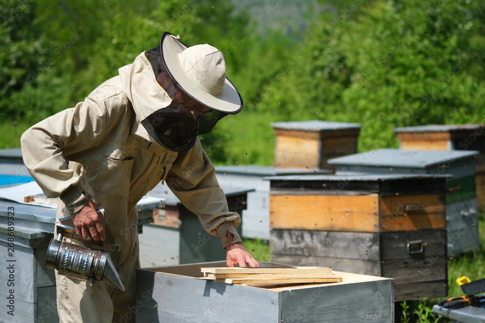Beekeeper working collect honey. Apiary. Beekeeping concept. Beekeeper working collect honey. Apiary. Beekeeping concept.