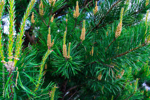 Pinus mugo - It is also known as creeping pine, dwarf mountain pine, mugo pine. photo