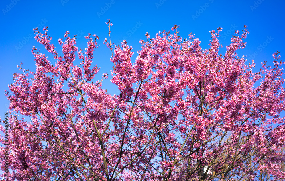 Spring Shidarezakura, Weeping Cherry, Beautiful Pink Cherry or Cherry Blossom, Blooming Spring Tree, Spring Floral Background, Sakura, Cherry Blossom, Cherry Tree with Flowers, Oriental Cherry Bloomin Spring Shidarezakura, Weeping Cherry, Beautiful Pink Cherry or Cherry Blossom, Blooming Spring Tree, Spring Floral Background, Sakura, Cherry Blossom, Cherry Tree with Flowers, Oriental Cherry Bloomin