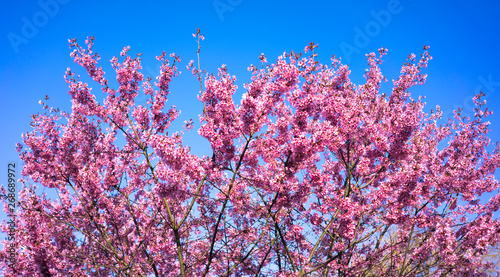 Spring Shidarezakura  Weeping Cherry  Beautiful Pink Cherry or Cherry Blossom  Blooming Spring Tree  Spring Floral Background  Sakura  Cherry Blossom  Cherry Tree with Flowers  Oriental Cherry Bloomin