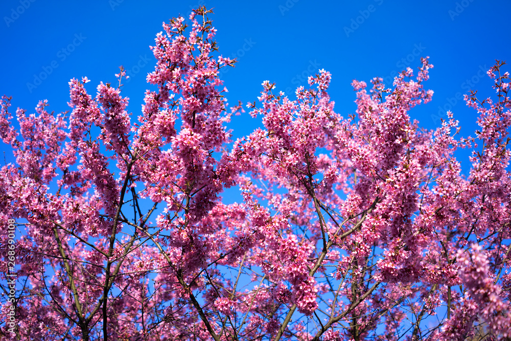 Spring Shidarezakura, Weeping Cherry, Beautiful Pink Cherry or Cherry Blossom, Blooming Spring Tree, Spring Floral Background, Sakura, Cherry Blossom, Cherry Tree with Flowers, Oriental Cherry Bloomin