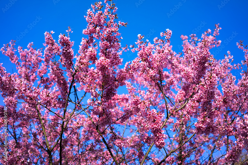 Spring Shidarezakura, Weeping Cherry, Beautiful Pink Cherry or Cherry Blossom, Blooming Spring Tree, Spring Floral Background, Sakura, Cherry Blossom, Cherry Tree with Flowers, Oriental Cherry Bloomin