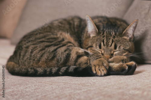Beautiful cat enjoys sleeping on sofa. Focus on paws.Toned photo.