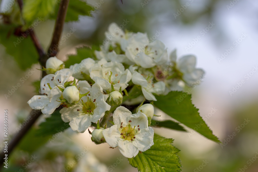 The gorgeous white flowers of hawthorn medical The gorgeous white flowers of hawthorn medical